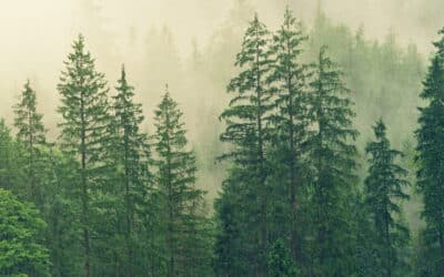 Conteúdo Evergreen: descubra o que é e sua importância